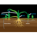 GRASS ROOTS